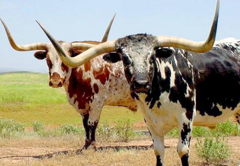 longhorns