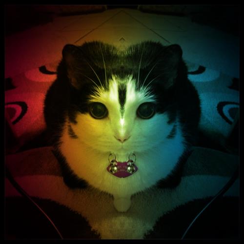 cat 