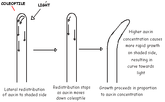 Auxins Image Auxins Image