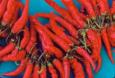 peppers 