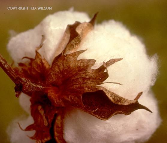 cotton 