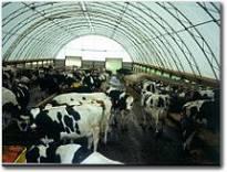 cows 