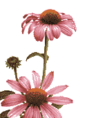 echinacea 