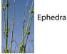 ephedra 
