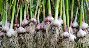 garlic bulb 