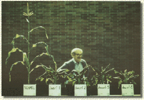 Gibberellins Example Gibberellins Example